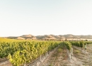 Tatomer Pinot Noir Santa Barbara 2020