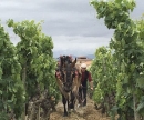 Javier San Pedro Viuda Negra Rioja La Taconera Vinedo Singular 2021