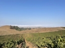 Model Farm Chardonnay Wildcat Mountain Vineyard 2020 Santa Cruz Mountains