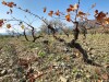 Josep Grau Carenes Blanc 2022 Priorat