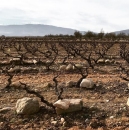 Carlos Mazo Vinos en Voz Baja Rioja Tinto Costumbres 2022