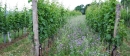 Clemens Busch Riesling Marienburg Grosses Gewächs 2024