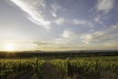 Ultimate Provence Cotes de Provence Rose 2025