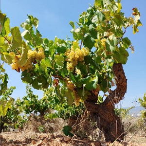 Planas Albareda Alte Reben Cava Schaumweine