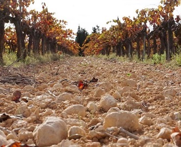 Cava Flaschengärung Planas Albareda