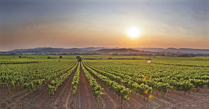 Planas Albareda Top Value Cava Penedes